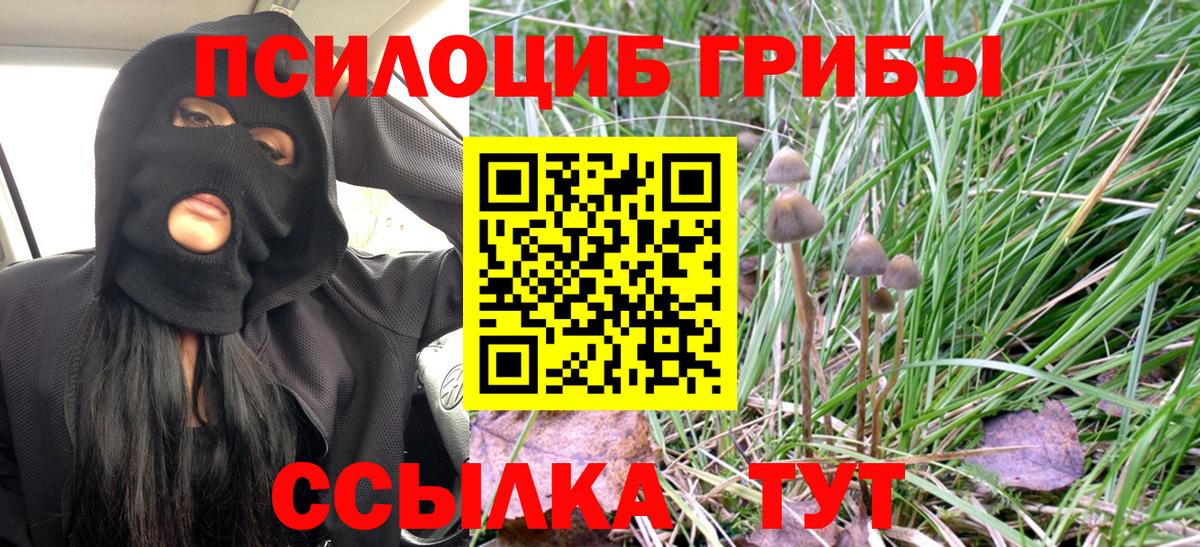 Псилоцибиновые грибы Psilocybe Протвино